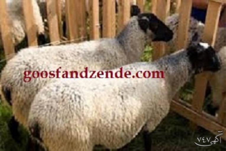 فروش گوسفند زنده با قصاب و حمل رایگان 