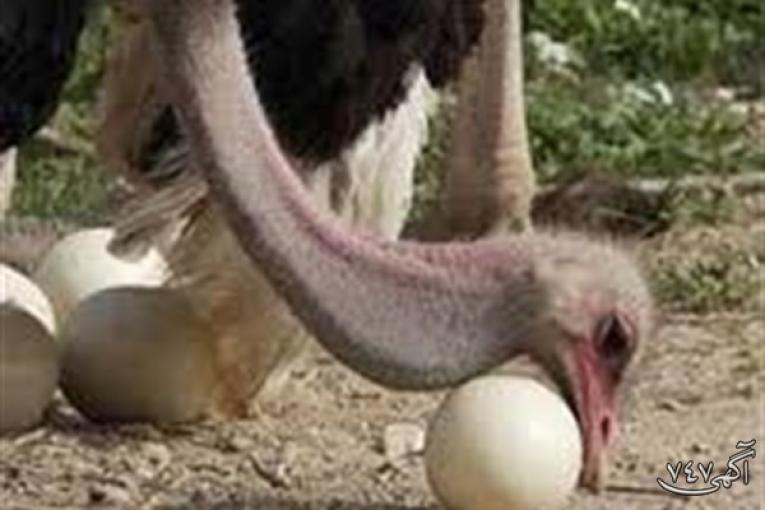 فروش تخم نطفه دار شتر مرغ گردن آبی.خرید تخم نطفه دار شتر مرغ گردن آبی