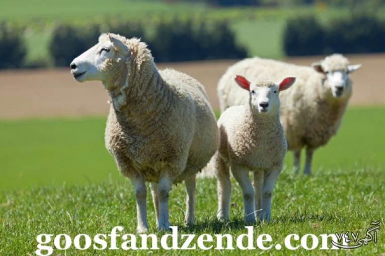 گوسفند زنده را با حداقل قیمت خریداری کنید .