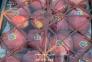 قیمت چاپ لیبل میوه انگشتی سیب