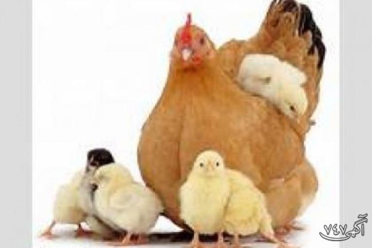 فروش نیمچه مرغ بومی -سابین تجارت
