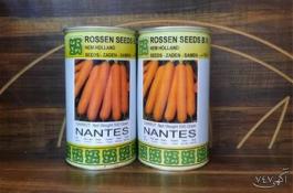 فروش هویج نانتس