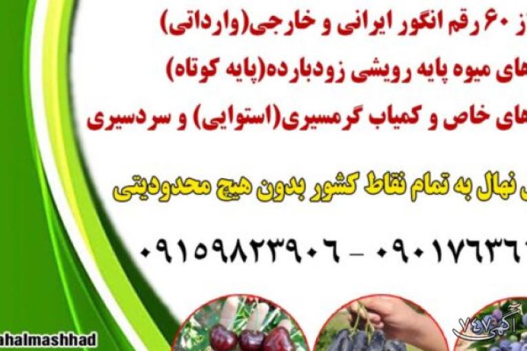 خرید نهال میوه اصلاح شده