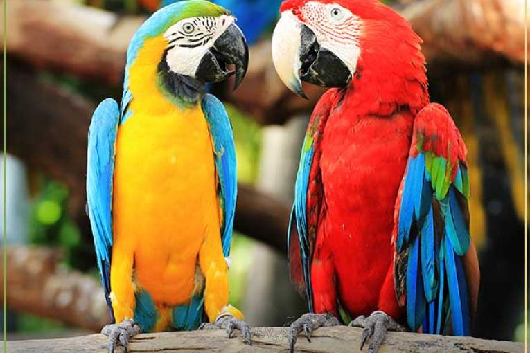 ارائه خدمات بیمه‌ای با کمترین نرخ