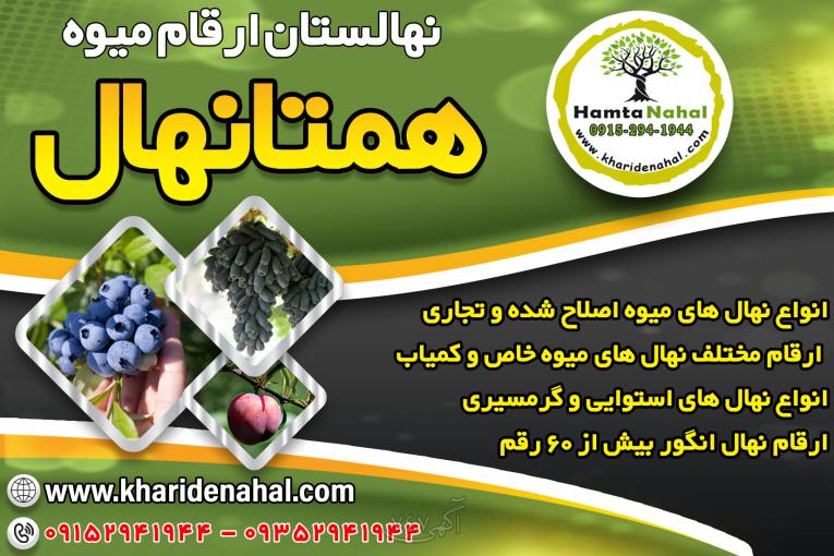 فروش انواع نهال های میوه اصلاح شده